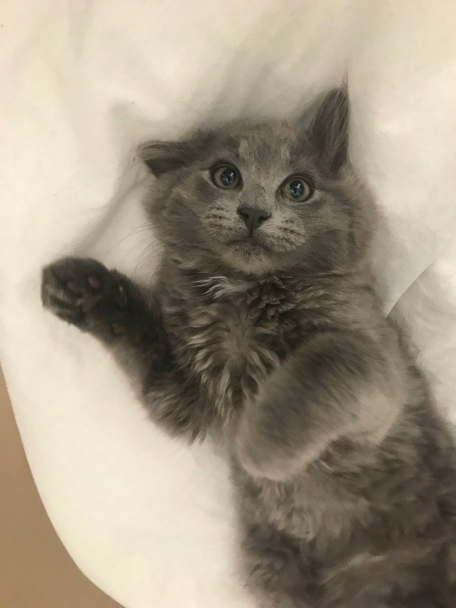 April a rejoint le concours — aidez-le/la à gagner de superbes lots ! british_longhair, carnivore, cat, domestic_short_haired_cat, felidae, fur, grey, monochrome, monochrome_photography, paw, small_to_medium_sized_cats, snout, tail, terrestrial_animal, whiskers, window