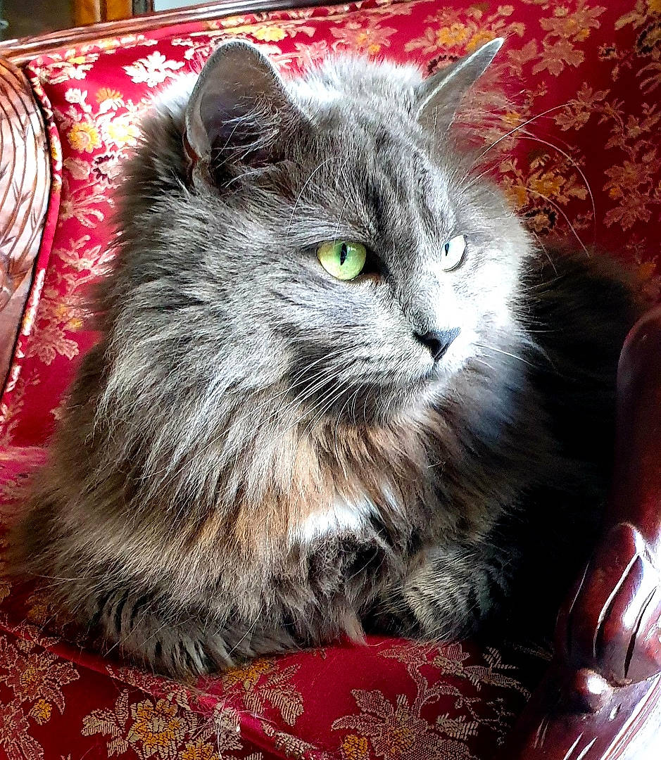 April participe au concours pour gagner de l'argent avec cette photo : box, carnivore, cat, cat_supply, claw, domestic_short_haired_cat, event, felidae, fur, grey, iris, maine_coon, mirror, paw, plant, small_to_medium_sized_cats, snout, tail, terrestrial_animal, whiskers