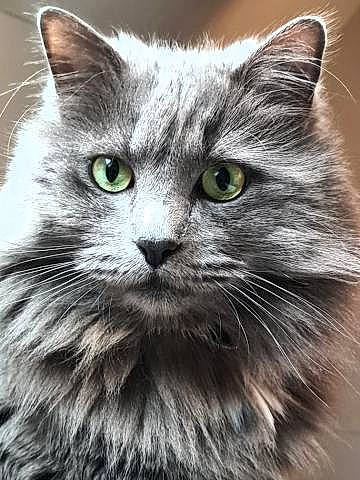 April participe au concours pour gagner de l'argent avec cette photo : british_longhair, carnivore, cat, close_up, domestic_short_haired_cat, electric_blue, felidae, fur, grey, iris, mammal, paw, small_to_medium_sized_cats, snout, tail, terrestrial_animal, tire, vertebrate, whiskers, window