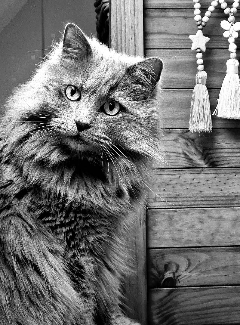 April a rejoint le concours — aidez-le/la à gagner de superbes lots ! beauty, black_and_white, british_longhair, carnivore, cat, domestic_short_haired_cat, felidae, fur, grey, monochrome, monochrome_photography, plant, small_to_medium_sized_cats, snout, still_life_photography, stock_photography, style, whiskers, window, wood