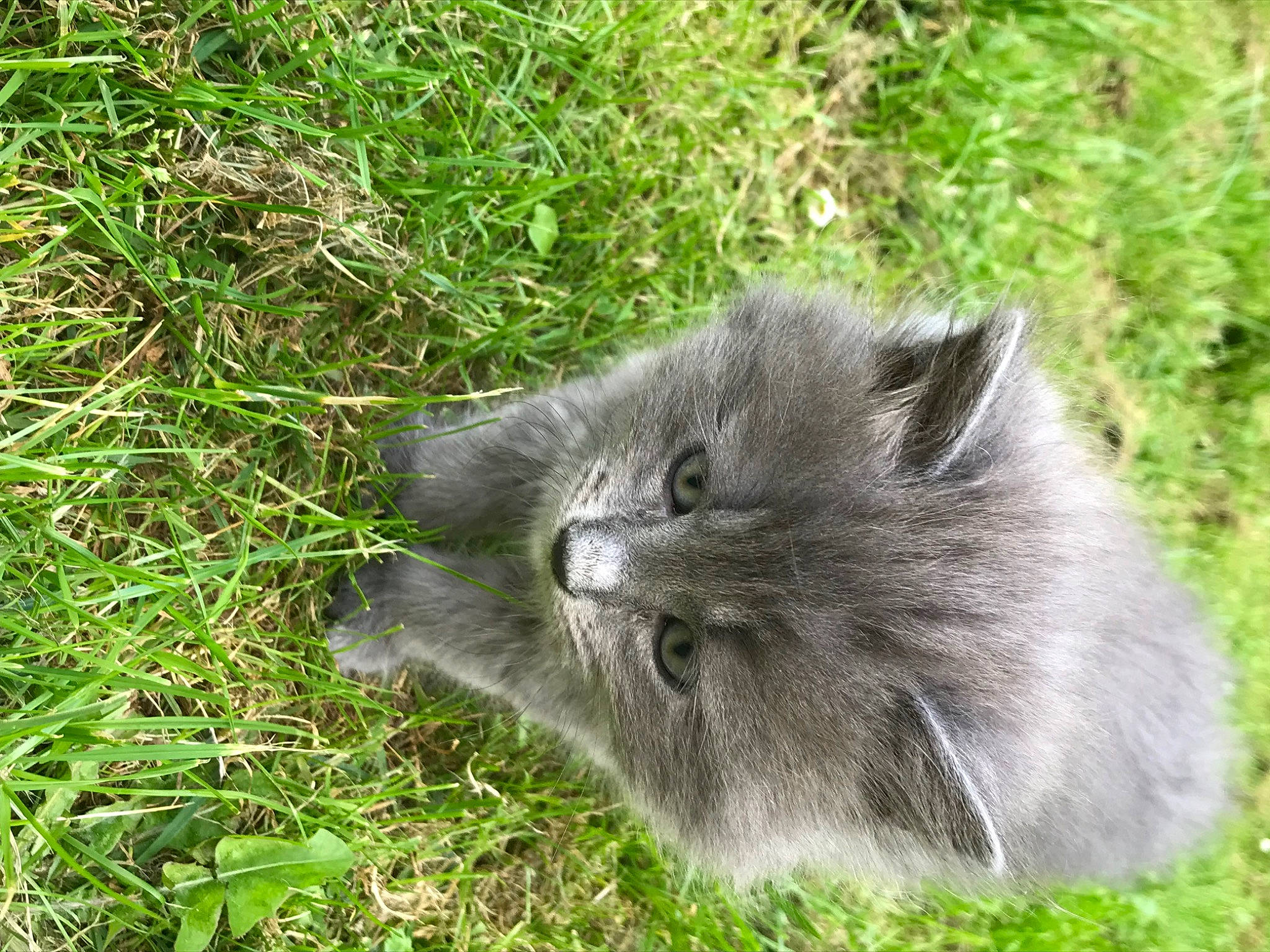 April a rejoint le concours — aidez-le/la à gagner de superbes lots ! british_longhair, carnivore, cat, felidae, fur, grass, groundcover, plant, sedge_family, small_to_medium_sized_cats, snout, terrestrial_animal, whiskers