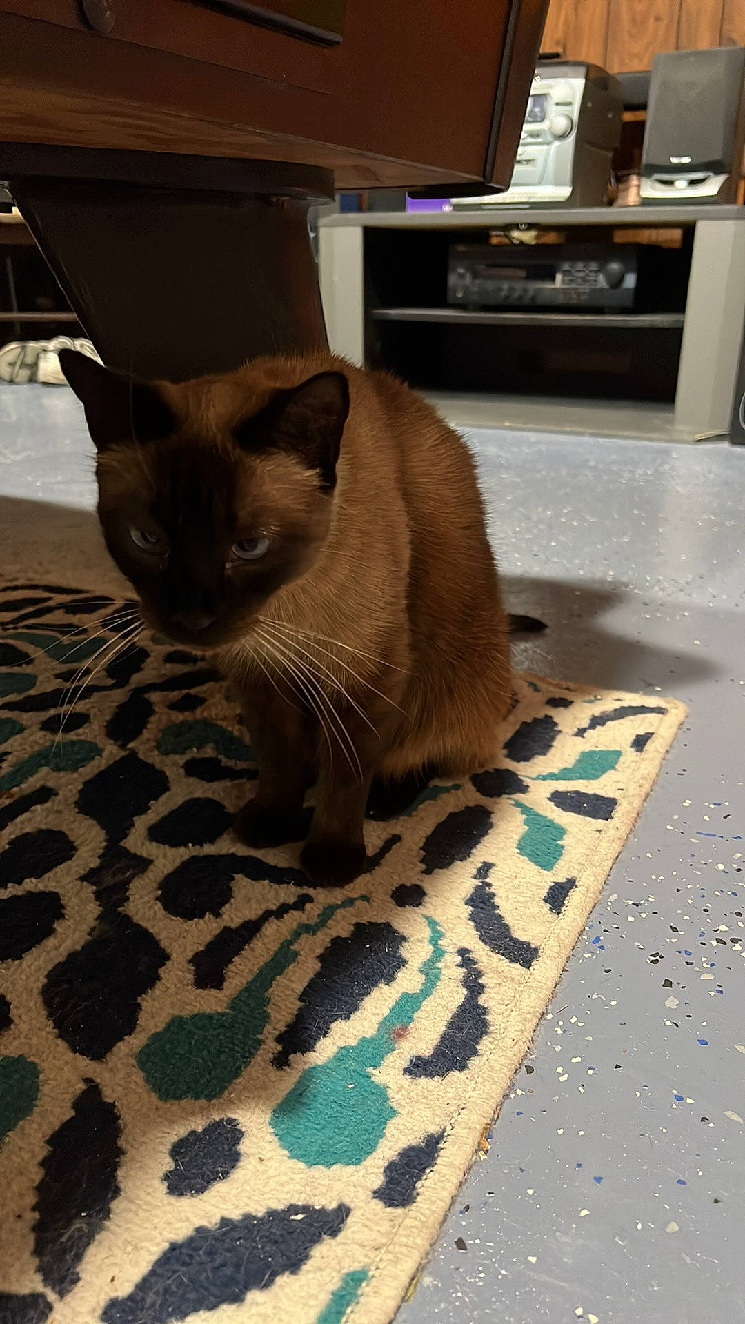 Gemma is registered to the contest to win money with this photo: carnivore, cat, domestic_short_haired_cat, fawn, felidae, floor, flooring, fur, hardwood, home_appliance, kitchen_appliance, microwave_oven, siamese, small_to_medium_sized_cats, snout, tail, thai, tonkinese, whiskers, wood