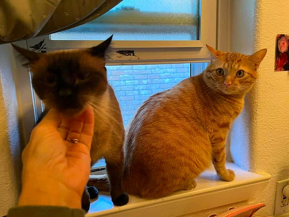 Gemma joined the competition — help win amazing prizes! box, cabinetry, carnivore, cat, chest_of_drawers, cupboard, domestic_short_haired_cat, drawer, fawn, felidae, fur, home_appliance, light_switch, siamese, small_to_medium_sized_cats, snout, tail, whiskers, window, wood