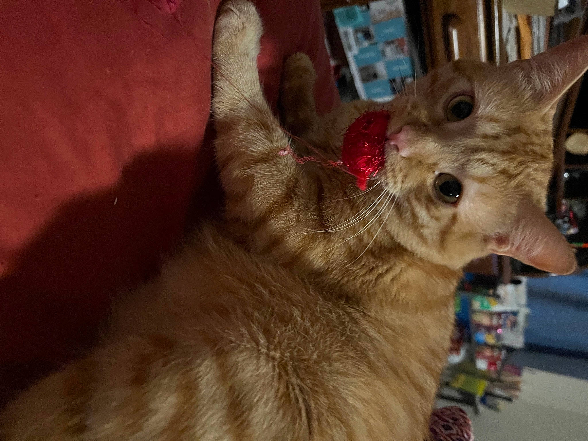 Cujo joined the competition — help win amazing prizes! canidae, carnivore, cat, claw, domestic_short_haired_cat, event, fawn, felidae, fur, paw, small_to_medium_sized_cats, snout, whiskers