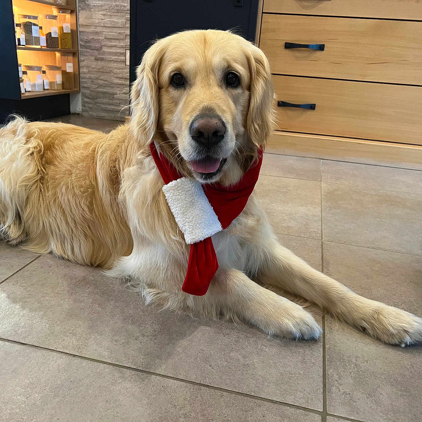 Oslo participe au concours pour gagner de l'argent avec cette photo : accessories, animal, cabinet, canine, cockerspaniel, dog, drawer, formalwear, furniture, goldenretriever, hound, indoors, interiordesign, labradorretriever, person, pet, puppy, strap, tie, whitedog