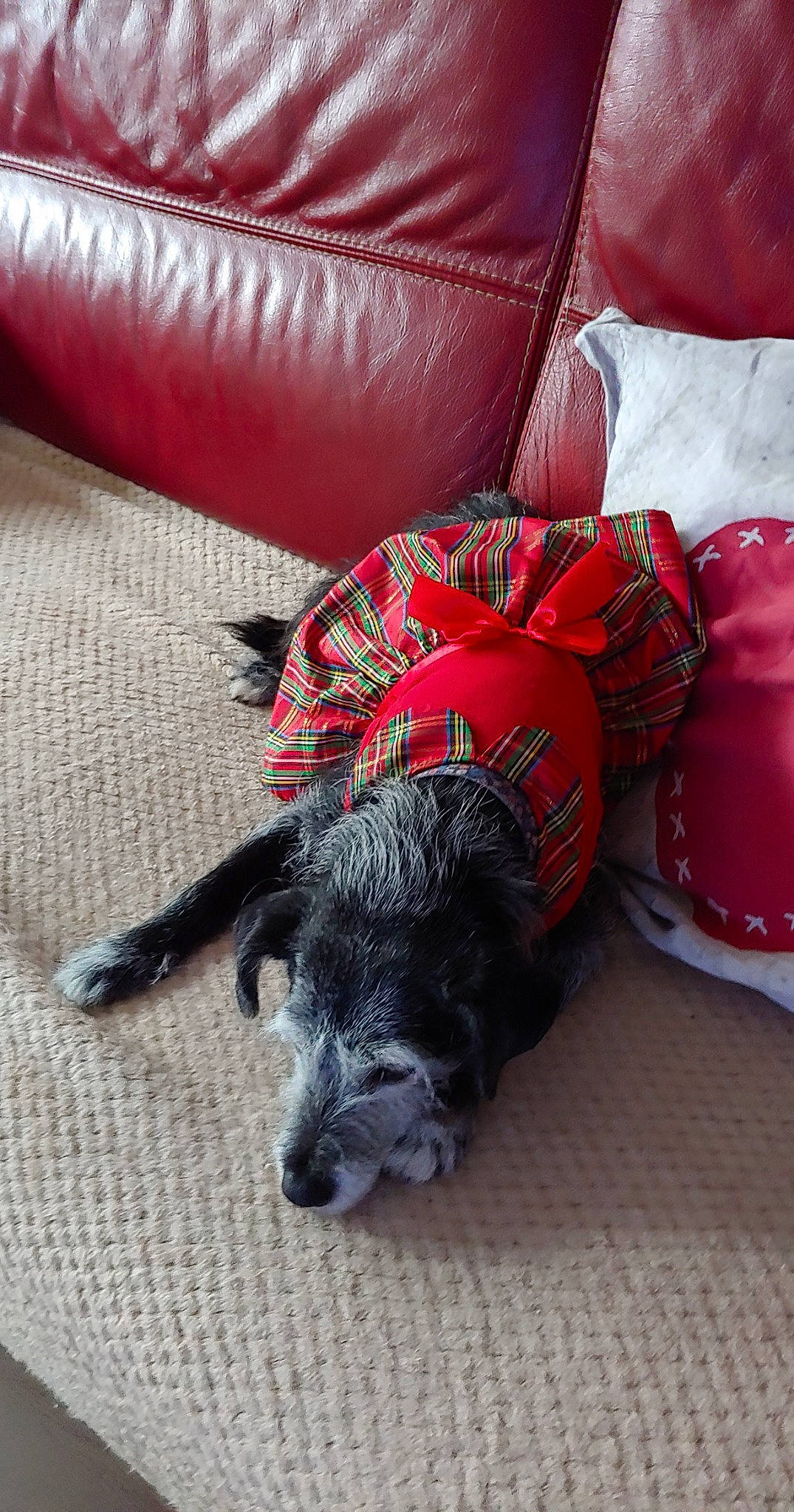 Léa a rejoint le concours — aidez-le/la à gagner de superbes lots ! canidae, carmine, carnivore, comfort, companion_dog, coquelicot, couch, dog, dog_breed, dog_supply, flooring, fur, linens, pillow, room, snout, sporting_group, tail, throw_pillow, working_animal