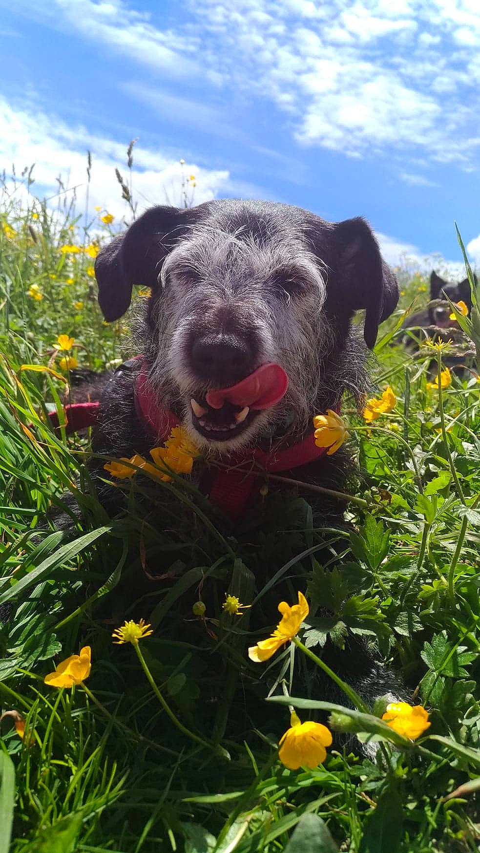 Léa a rejoint le concours — aidez-le/la à gagner de superbes lots ! carnivore, cloud, companion_dog, dog, dog_breed, fawn, field, flower, grass, grassland, groundcover, landscape, meadow, plant, prairie, shrub, sky, snout, sporting_group, working_animal