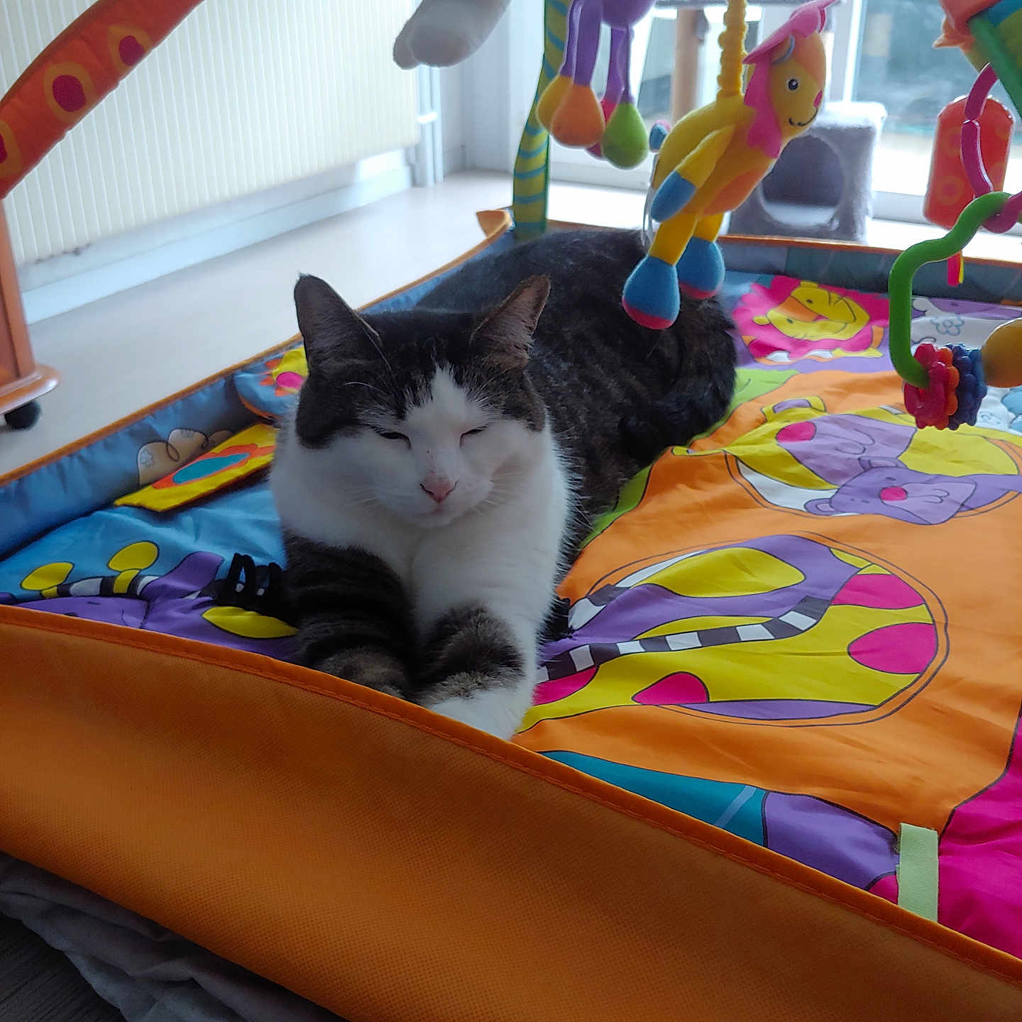 Romy a rejoint le concours — aidez-le/la à gagner de superbes lots ! abyssinian, animal, applique, bed, blanket, cat, couch, crib, furniture, homedecor, indoors, infantbed, inflatable, kitten, manx, pattern, pet, playarea, quilt, toy