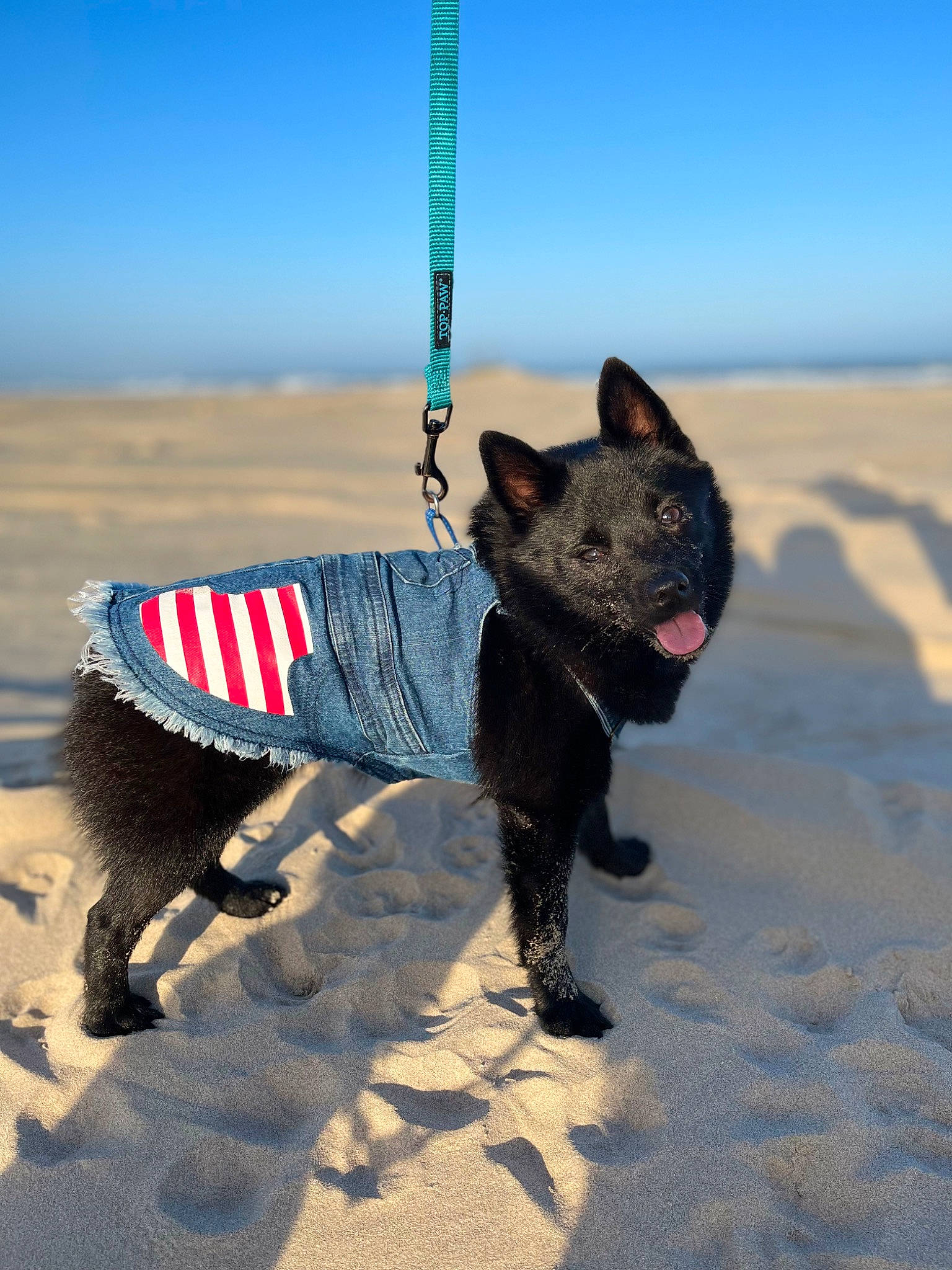 Bellissima joined the competition — help win amazing prizes! adventure, canidae, carnivore, collar, companion_dog, dog, dog_breed, dog_clothes, dog_collar, dog_supply, electric_blue, fashion_accessory, fun, leash, pet_supply, recreation, shadow, sky, sporting_group, working_animal