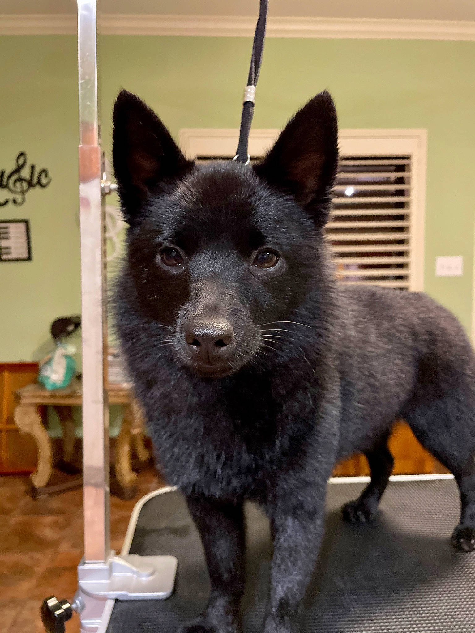 Bellissima joined the competition — help win amazing prizes! canidae, canis, carnivore, companion_dog, dog, dog_breed, fur, non_sporting_group, snout, sporting_group, tail, terrestrial_animal, whiskers, working_animal, working_dog