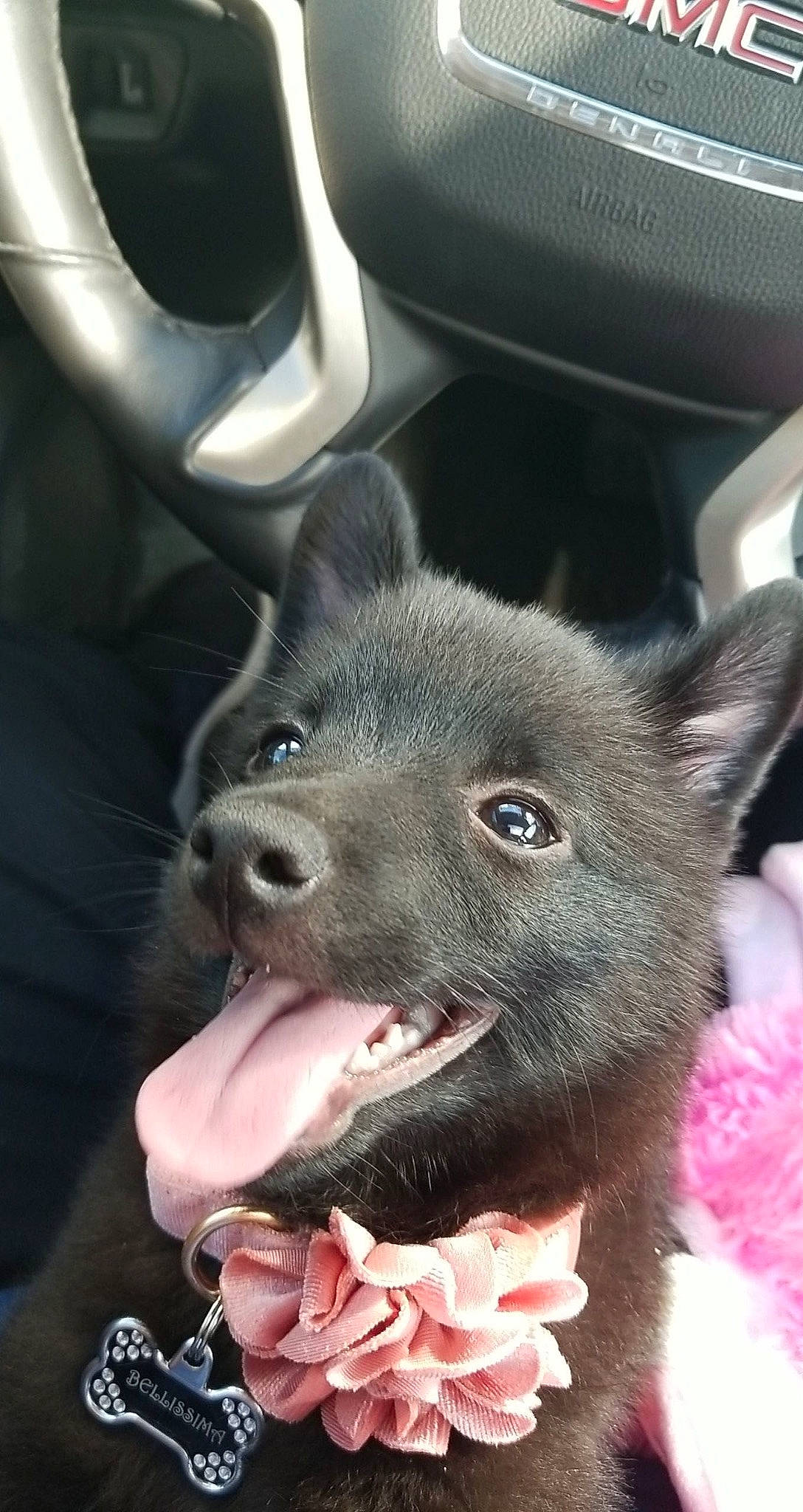 Bellissima joined the competition — help win amazing prizes! automotive_tire, canidae, canis, carnivore, collar, companion_dog, dog, dog_breed, fang, felidae, flesh, fur, jaw, non_sporting_group, small_to_medium_sized_cats, snout, spitz, sporting_group, whiskers, working_animal