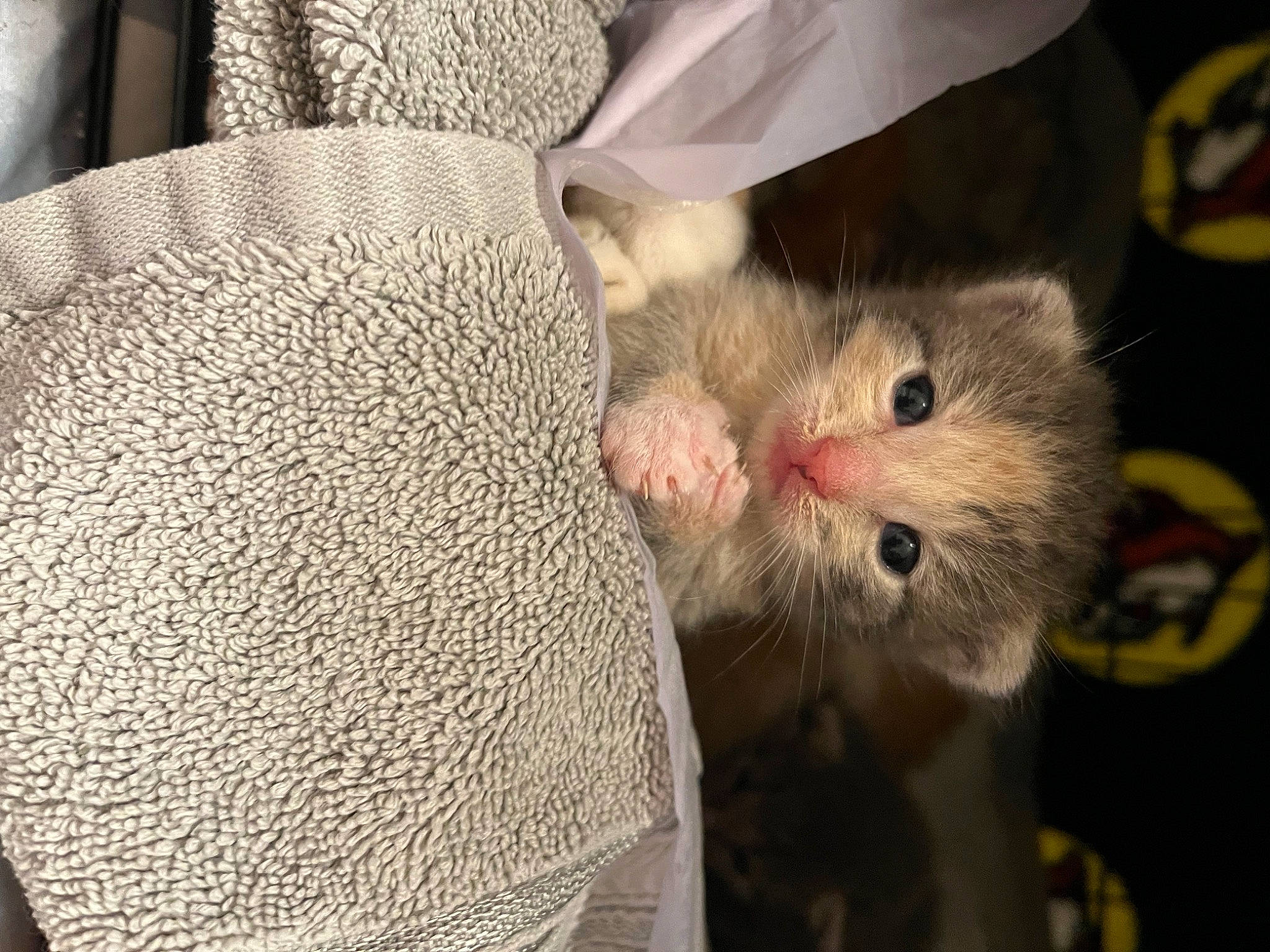 Dotty is registered to the contest to win money with this photo: carnivore, cat, claw, comfort, domestic_short_haired_cat, fawn, felidae, fur, hamster, mouse, muroidea, nail, paw, rodent, small_to_medium_sized_cats, snout, tail, whiskers, wool, woolen