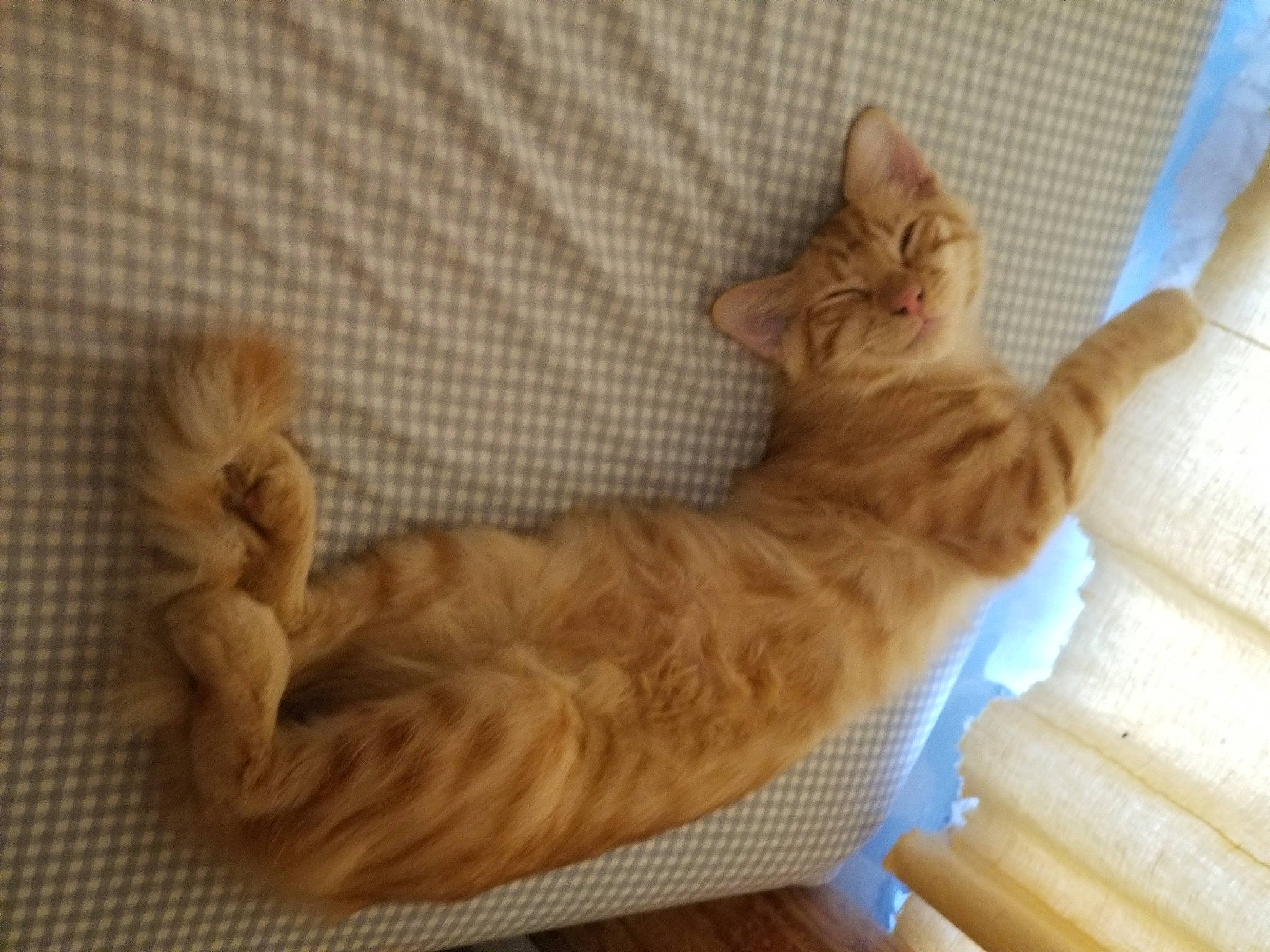 Kimba is registered to the contest to win money with this photo: aegean_cat, asian, bengal, carnivore, cat, domestic_short_haired_cat, dragon_li, european_shorthair, fawn, felidae, kitten, mammal, ocicat, small_to_medium_sized_cats, tabby_cat, tail, whiskers