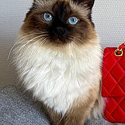 Ares participe au concours pour gagner de l'argent avec cette photo : cat, fluffy, blue_eyes, long_hair, brown_fur, white_fur, pointed_ears, whiskers, portrait, closeup, sitting, sofa, gray_couch, red_handbag, quilted_bag, indoor, pet, animal, symmetrical_composition, photography