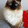 cat, fluffy, blue_eyes, long_hair, brown_fur, white_fur, pointed_ears, whiskers, portrait, closeup, sitting, sofa, gray_couch, red_handbag, quilted_bag, indoor, pet, animal, symmetrical_composition, photography
