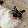 Ares participe au concours pour gagner de l'argent avec cette photo : cat, sunglasses, fluffy, long_hair, point_coloring, blue_point, pet, animal, portrait, close_up, indoor, wooden_floor, lying_down, whiskers, ears, nose, fur, fashion, funny, celebrity_pose