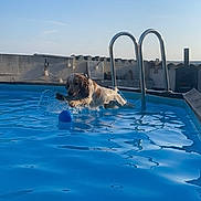 Tartuffe a rejoint le concours — aidez-le/la à gagner de superbes lots ! dog, pool, water, ball, outdoor, summer, playful, pet, animal, blue, sunlight, sky, ladder, concrete_wall, splash, active, fun, daytime, canine, recreation