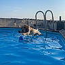 dog, pool, water, ball, outdoor, summer, playful, pet, animal, blue, sunlight, sky, ladder, concrete_wall, splash, active, fun, daytime, canine, recreation