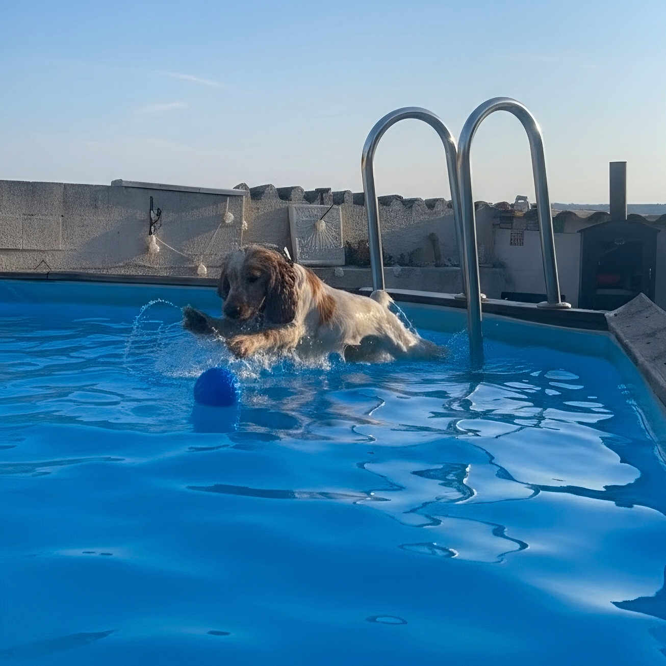 Tartuffe a rejoint le concours — aidez-le/la à gagner de superbes lots ! dog, pool, water, ball, outdoor, summer, playful, pet, animal, blue, sunlight, sky, ladder, concrete_wall, splash, active, fun, daytime, canine, recreation