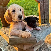 Tucker. Koda is registered to the contest to win money with this photo: puppy, dog, wooden_planter, outdoor, grass, sunlight, cute, pet, animal, nature, young, brown, black, white, fur, snout, ears, daylight, texture, closeup