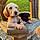 Tucker. Koda
