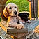 Tucker. Koda