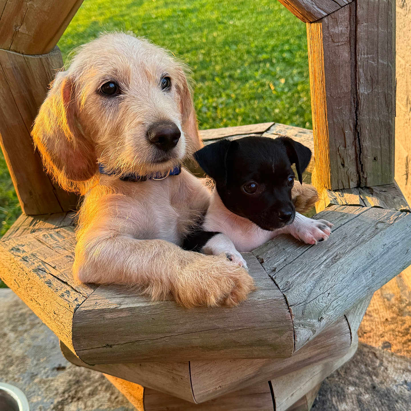 Tucker. Koda is registered to the contest to win money with this photo: puppy, dog, wooden_planter, outdoor, grass, sunlight, cute, pet, animal, nature, young, brown, black, white, fur, snout, ears, daylight, texture, closeup