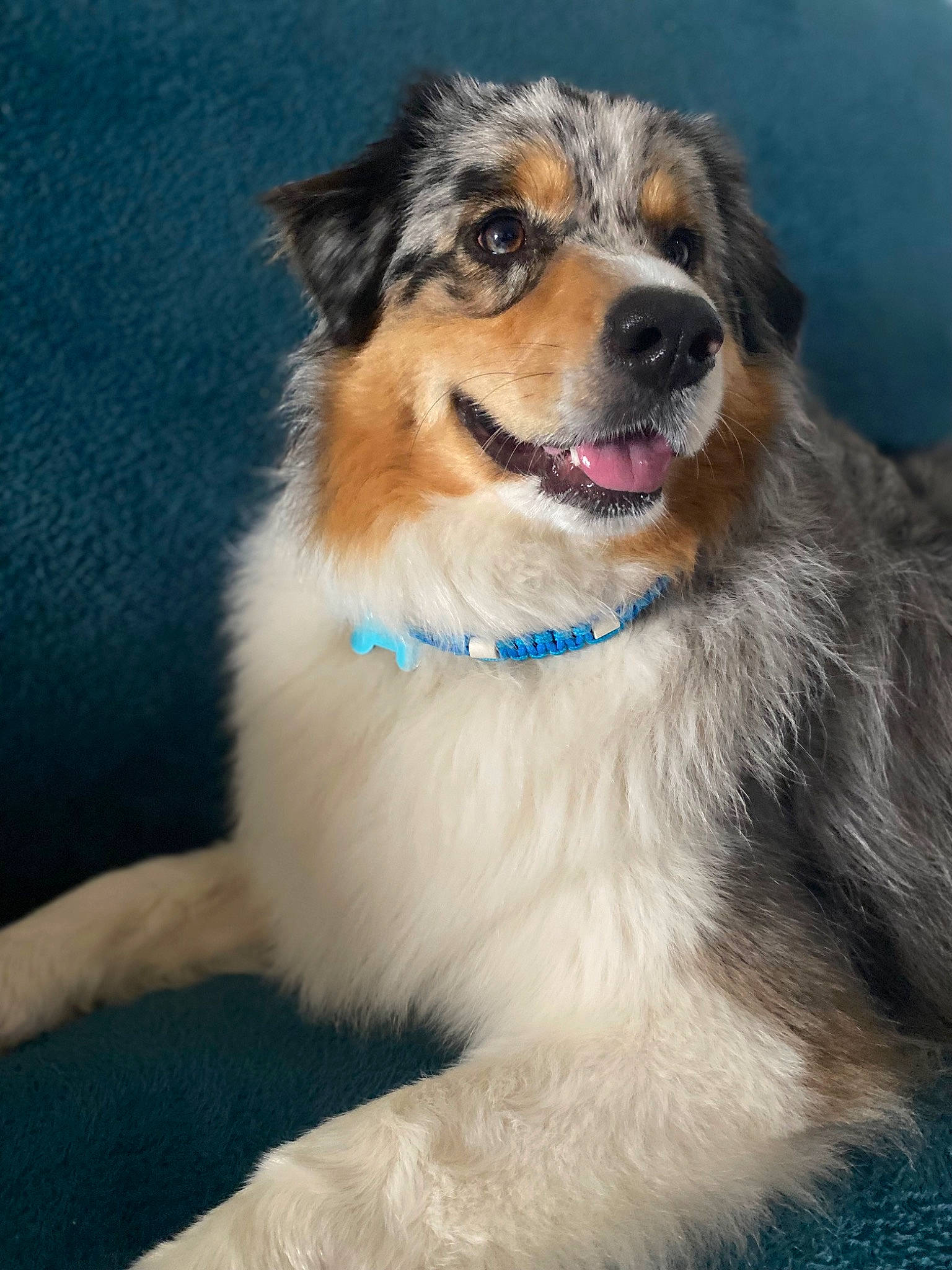 Ulyss participe au concours pour gagner de l'argent avec cette photo : australian_collie, border_collie, carnivore, collar, companion_dog, dog, dog_breed, electric_blue, fur, herding_dog, plant, scotch_collie, snout, sporting_group, whiskers, working_dog