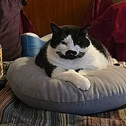Tinkerballa is registered to the contest to win money with this photo: animal, basket, bed, black_and_white, blanket, cat, closeup, cozy, cute, domestic, feline, fur, home, indoor, pet, pillow, relaxed, resting, striped, whiskers