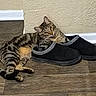 cat, tabby, slippers, floor, wooden_floor, indoor, pet, curious, resting, cozy, black_slippers, striped, animal, feline, relaxed, paw, head, texture, wall, home