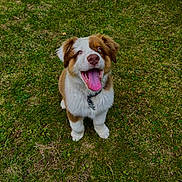 Baloo a rejoint le concours — aidez-le/la à gagner de superbes lots ! puppy, dog, grass, outdoor, happy, tongue, pet, animal, cute, fur, collar, playful, sitting, nature, canine, adorable, young, friendly, tongue_out, eyes