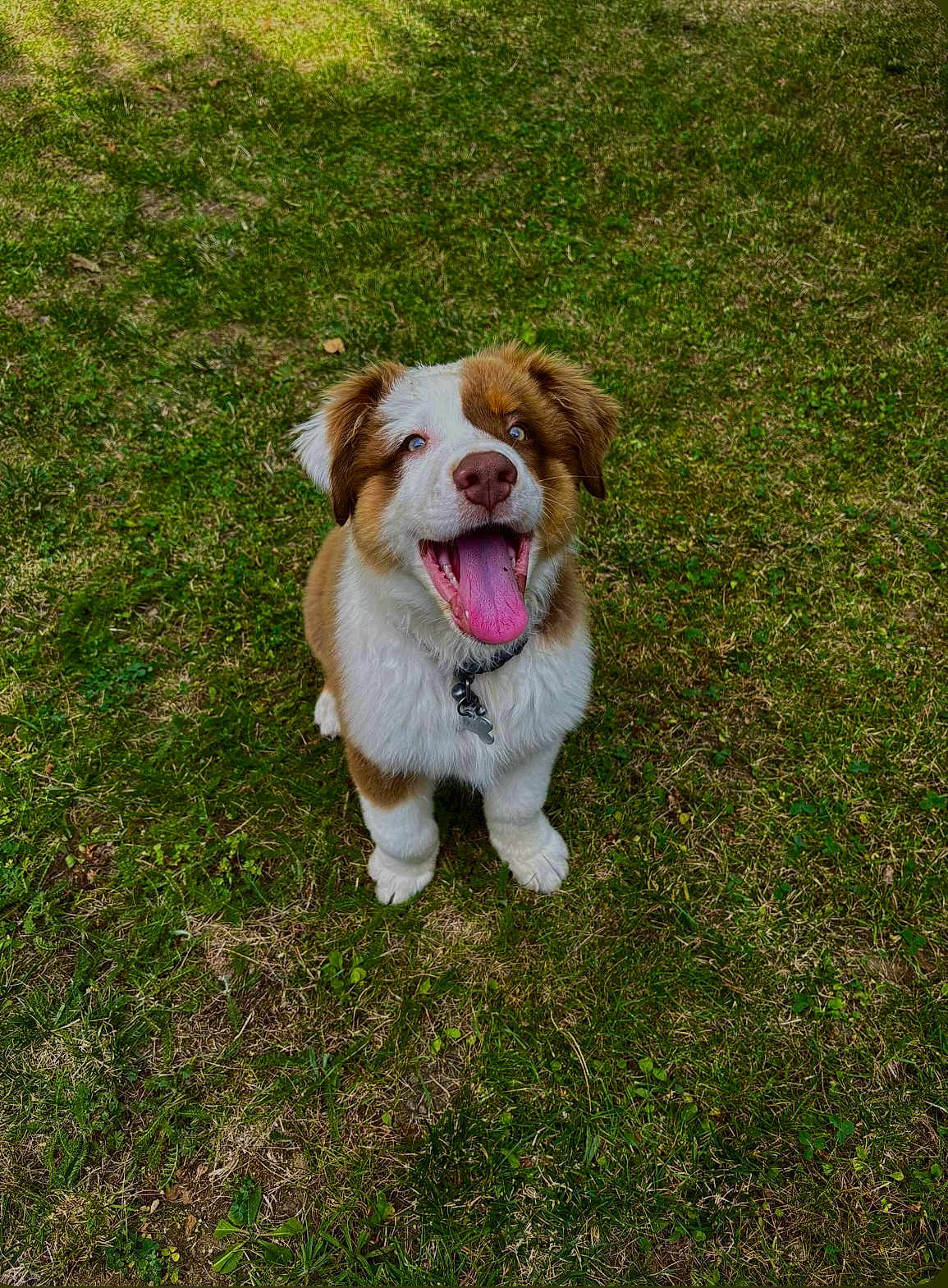 Baloo