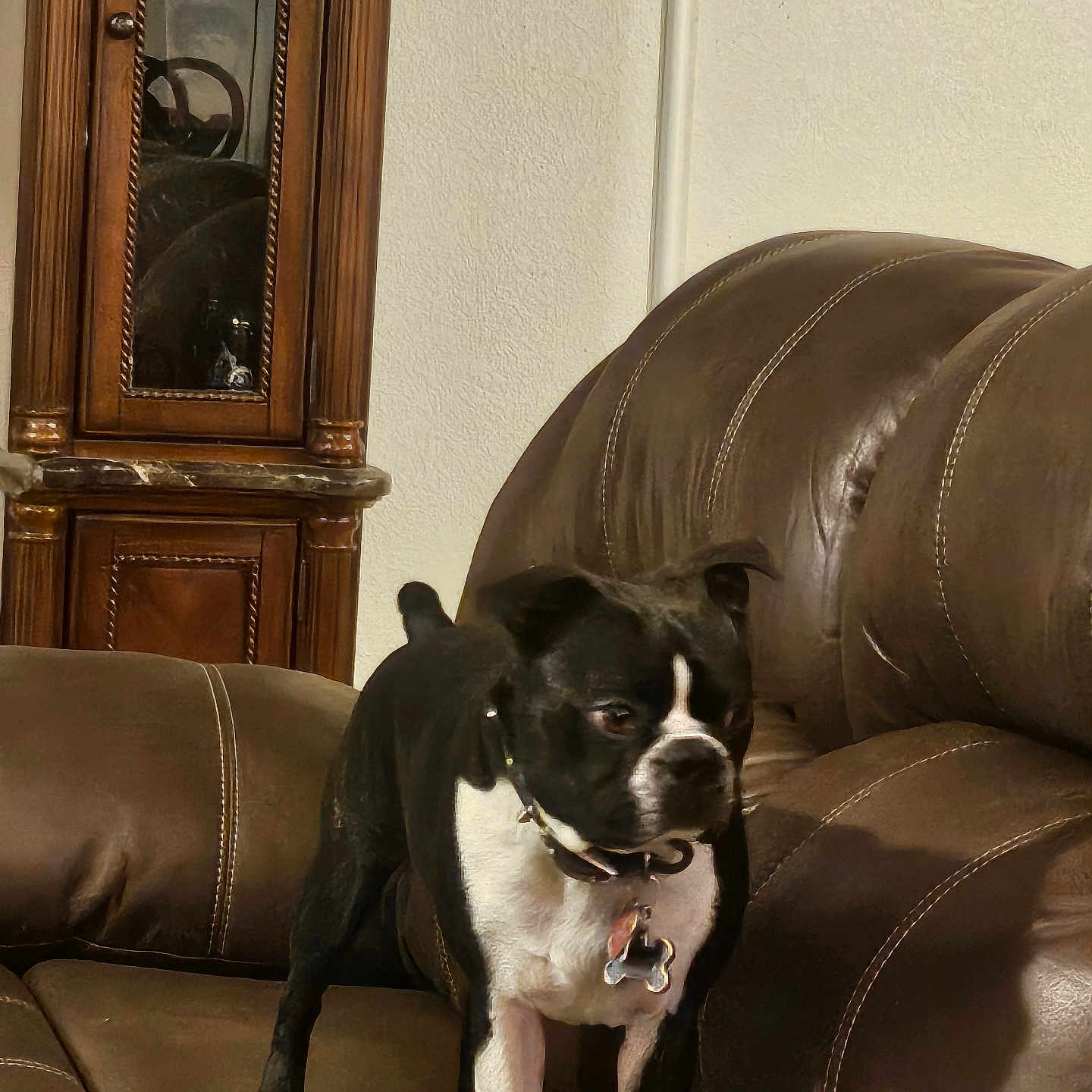 Dino joined the competition — help win amazing prizes! animal, architecture, bostonbull, building, bulldog, cabinet, canine, chair, couch, cushion, dog, furniture, homedecor, hound, indoors, interiordesign, livingroom, pet, puppy, room