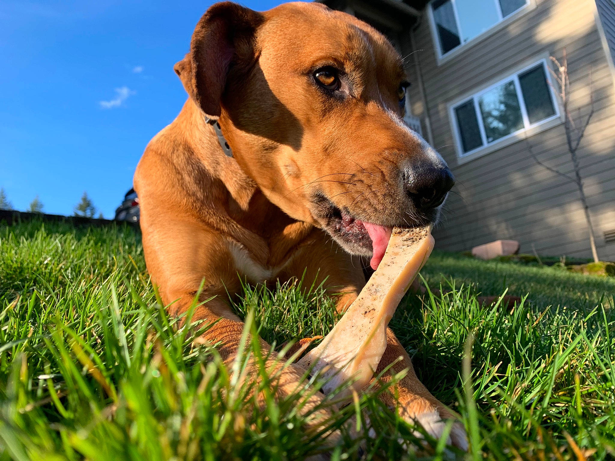 Lola joined the competition — help win amazing prizes! black_mouth_cur, broholmer, canidae, carnivore, dog, dog_breed, fawn, grass, hound, hunting_dog, mammal, rare_breed_dog, rhodesian_ridgeback, snout, sporting_group, tosa, vertebrate