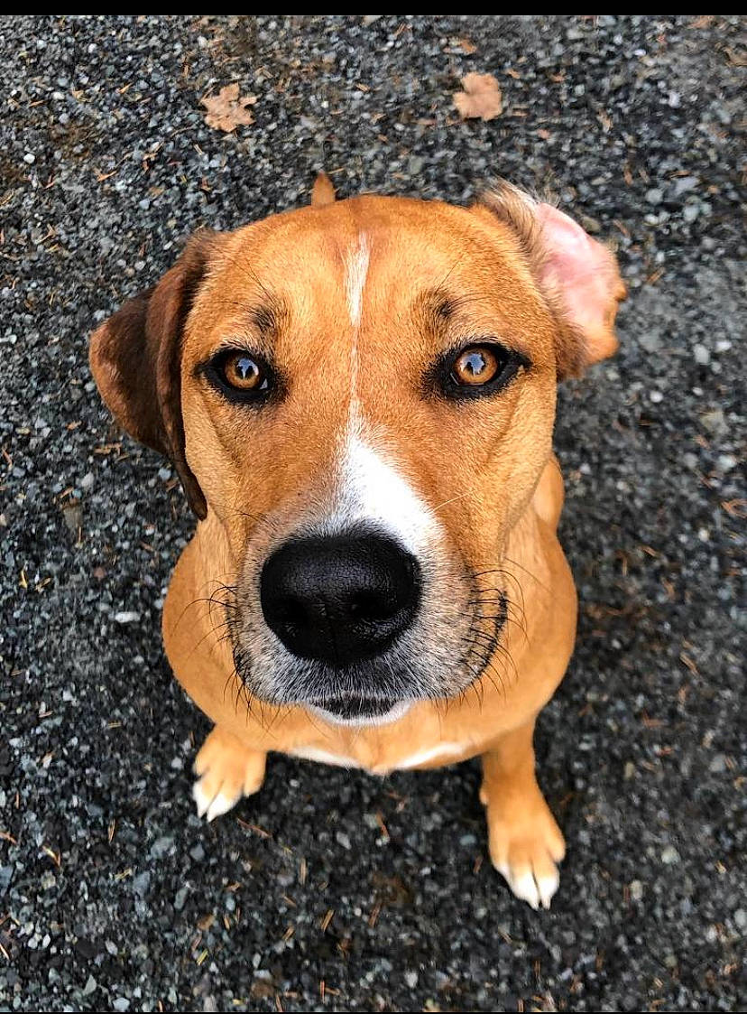 Lola joined the competition — help win amazing prizes! austrian_pinscher, beagle, canidae, carnivore, companion_dog, dog, dog_breed, fawn, mammal, mountain_cur, nose, rare_breed_dog, snout, sporting_group, street_dog, whiskers