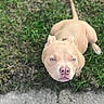 animal, blue_eyes, canine, close_up, companion, cute, dog, ears_cropped, friendly, grass, light_brown, looking_up, mammal, natural_light, outdoor, pet, pitbull, short_hair, sidewalk, walking_path