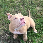 Circe is registered to the contest to win money with this photo: animal, canine, collar, cute, dog, ears, fur, grass, looking_up, nature, outdoor, pet, pitbull, playful, puppy, small_dog, snout, tail, tan_dog, young_dog