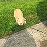 animal, backyard, brown_dog, canine, concrete, curious, daylight, dog, grass, greenery, ground, nature, outdoor, pet, playing, resting, shadow, summer, sunlight, watching