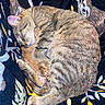 Chunky joined the competition — help win amazing prizes! animal, blanket, cat, cozy, curled_up, cute, domestic_cat, feline, fur, indoor, kitten, orange_kitten, patterned_blanket, pet, resting, sleeping, snuggling, soft, tabby, warm
