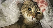 Chunky is registered to the contest to win money with this photo: animal, blanket, cat, comfort, cozy, curious, cute, eyes, face, feline, fur, indoor, pet, pink_pattern, resting, soft_texture, tabby_cat, warm, whiskers, white_blanket