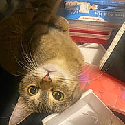 Chunky joined the competition — help win amazing prizes! animal, box, cat, closeup, curious, cute, domestic_cat, eyes, feline, first_aid_kit, fur, head, indoor, looking_up, nose, pet, tabby, upside_down, whiskers, yellow_eyes