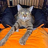Chunky is registered to the contest to win money with this photo: alert, animal, black_bed, cage, cat, comfort, ears, feline, fur, indoor, looking_at_camera, orange_blanket, paws, pet_bed, relaxed, stretching, tabby_cat, whiskers, wood_panel, yellow_eyes