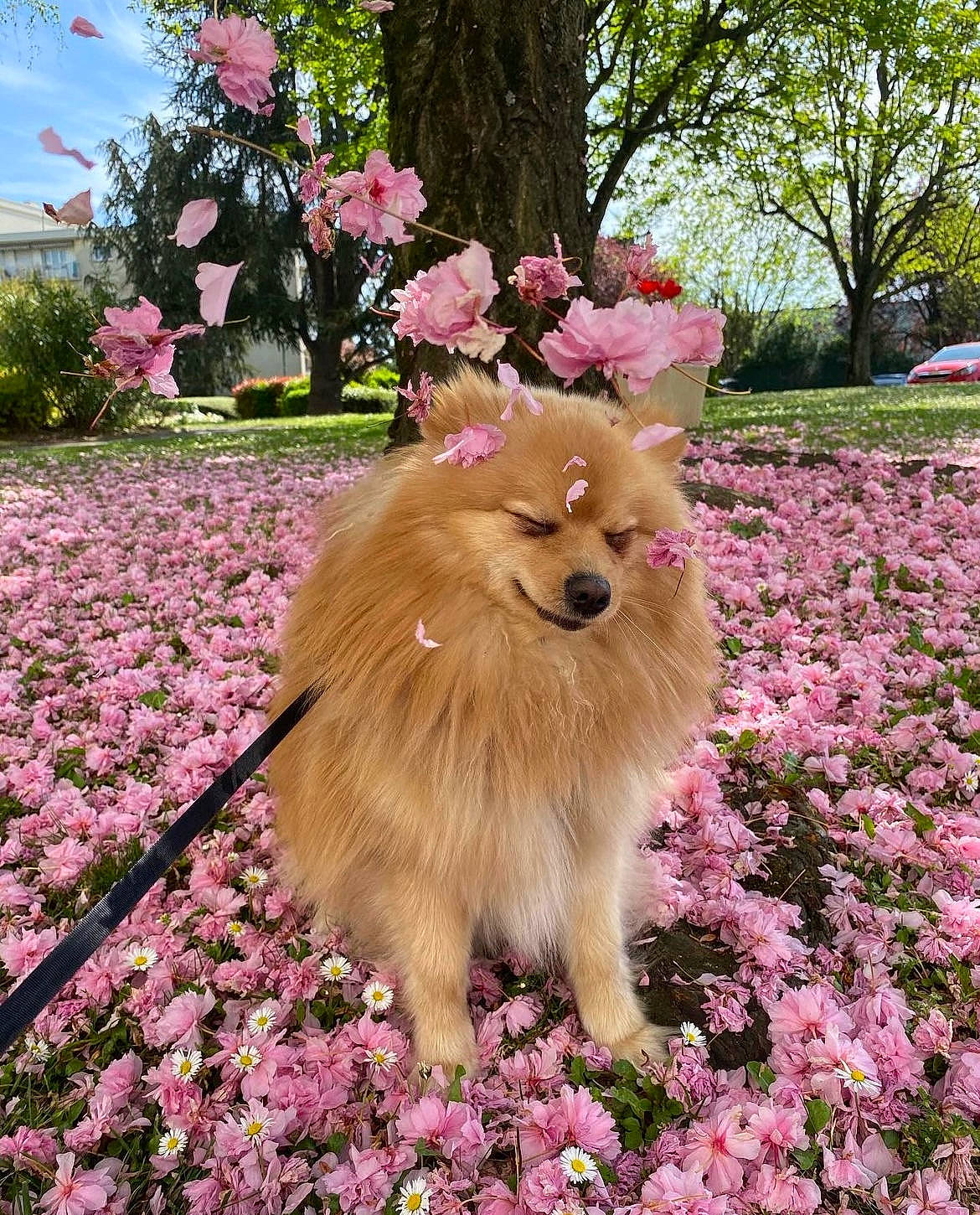 Barry a rejoint le concours — aidez-le/la à gagner de superbes lots ! annual_plant, carnivore, companion_dog, dog, dog_breed, fawn, flower, garden, german_spitz, german_spitz_klein, german_spitz_mittel, grass, groundcover, magenta, petal, pink, plant, spitz, toy_dog, tree