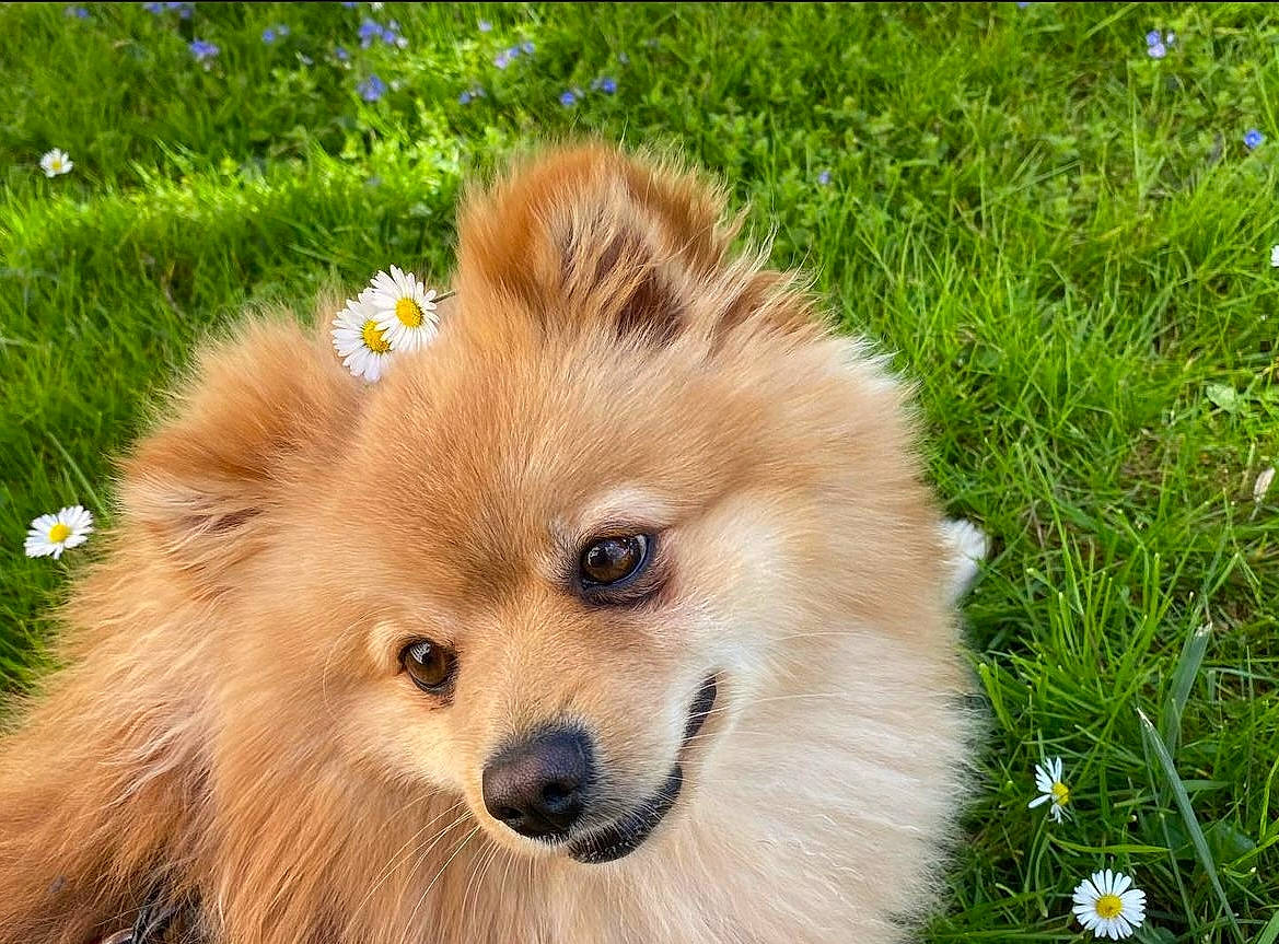 Barry a rejoint le concours — aidez-le/la à gagner de superbes lots ! canidae, carnivore, companion_dog, dog, dog_breed, fawn, flower, fur, german_spitz, german_spitz_klein, german_spitz_mittel, grass, plant, smile, snout, spitz, sporting_group, toy_dog, whiskers, working_animal