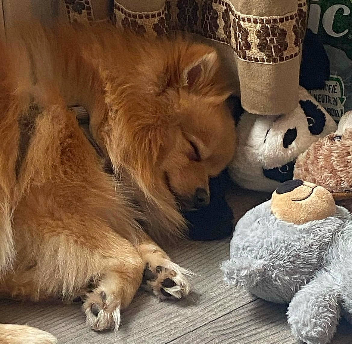 Barry participe au concours pour gagner de l'argent avec cette photo : art, carnivore, claw, cloud, companion_dog, dog, dog_breed, fawn, felidae, fur, hat, lion, paw, sculpture, sporting_group, still_life_photography, terrestrial_animal, visual_arts, whiskers, wood
