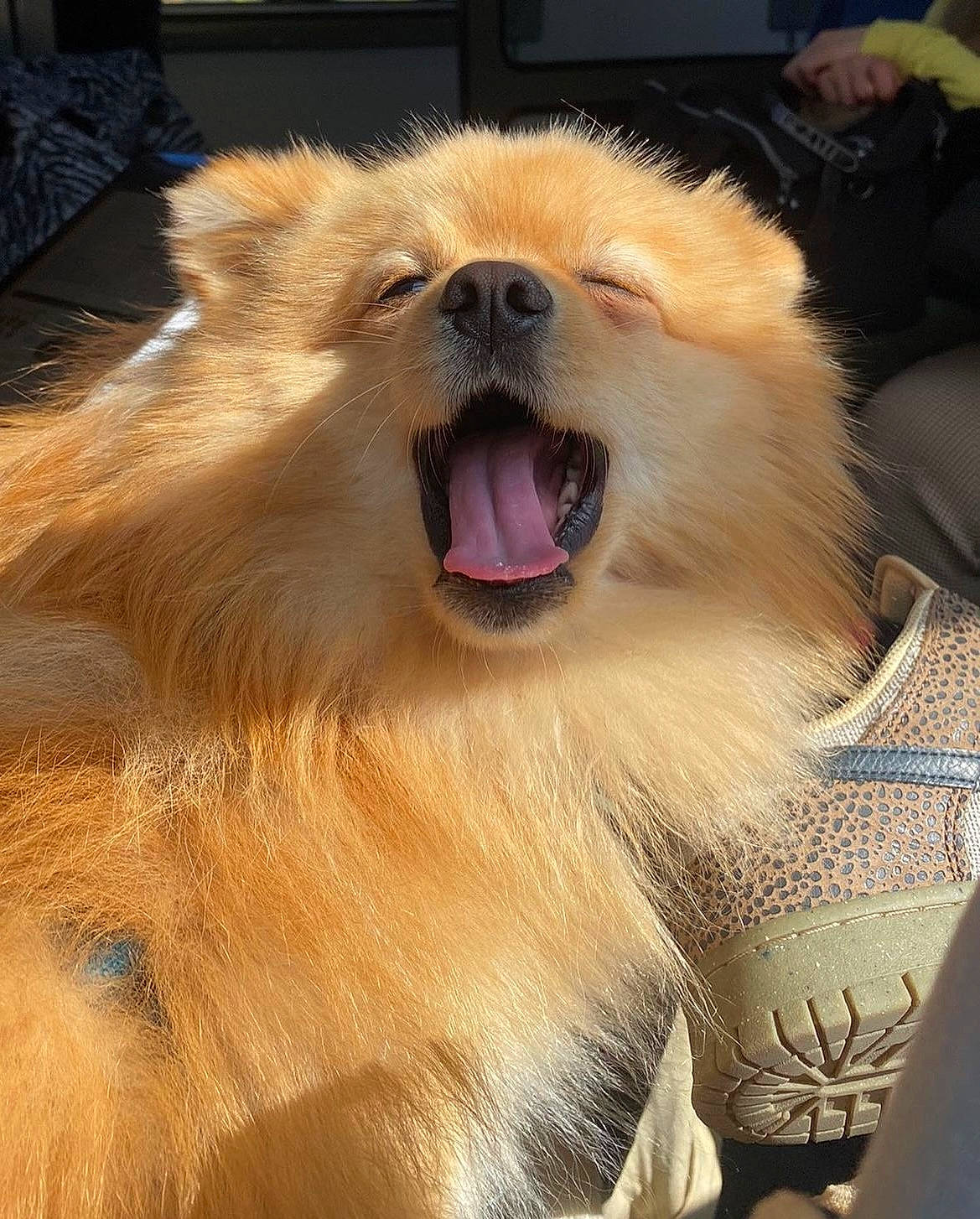 Bari participe au concours pour gagner de l'argent avec cette photo : canidae, carnivore, companion_dog, dog, dog_breed, fang, fawn, fur, german_spitz, german_spitz_klein, head, jaw, pomeranian, smile, snout, spitz, sporting_group, toy_dog, whiskers, wildlife