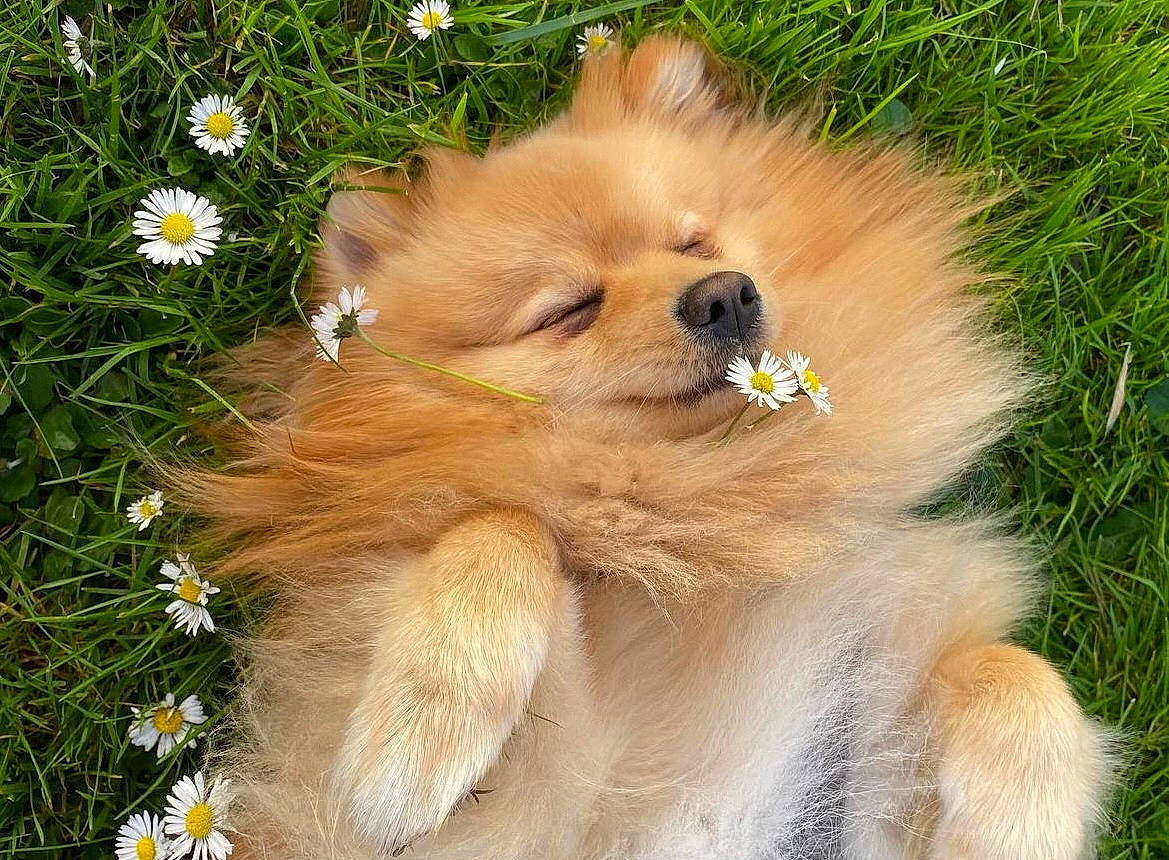 Bari a rejoint le concours — aidez-le/la à gagner de superbes lots ! camomile, canidae, carnivore, companion_dog, dog, dog_breed, fawn, flower, fur, german_spitz, german_spitz_klein, german_spitz_mittel, liver, petal, plant, snout, spitz, sporting_group, toy_dog, working_animal