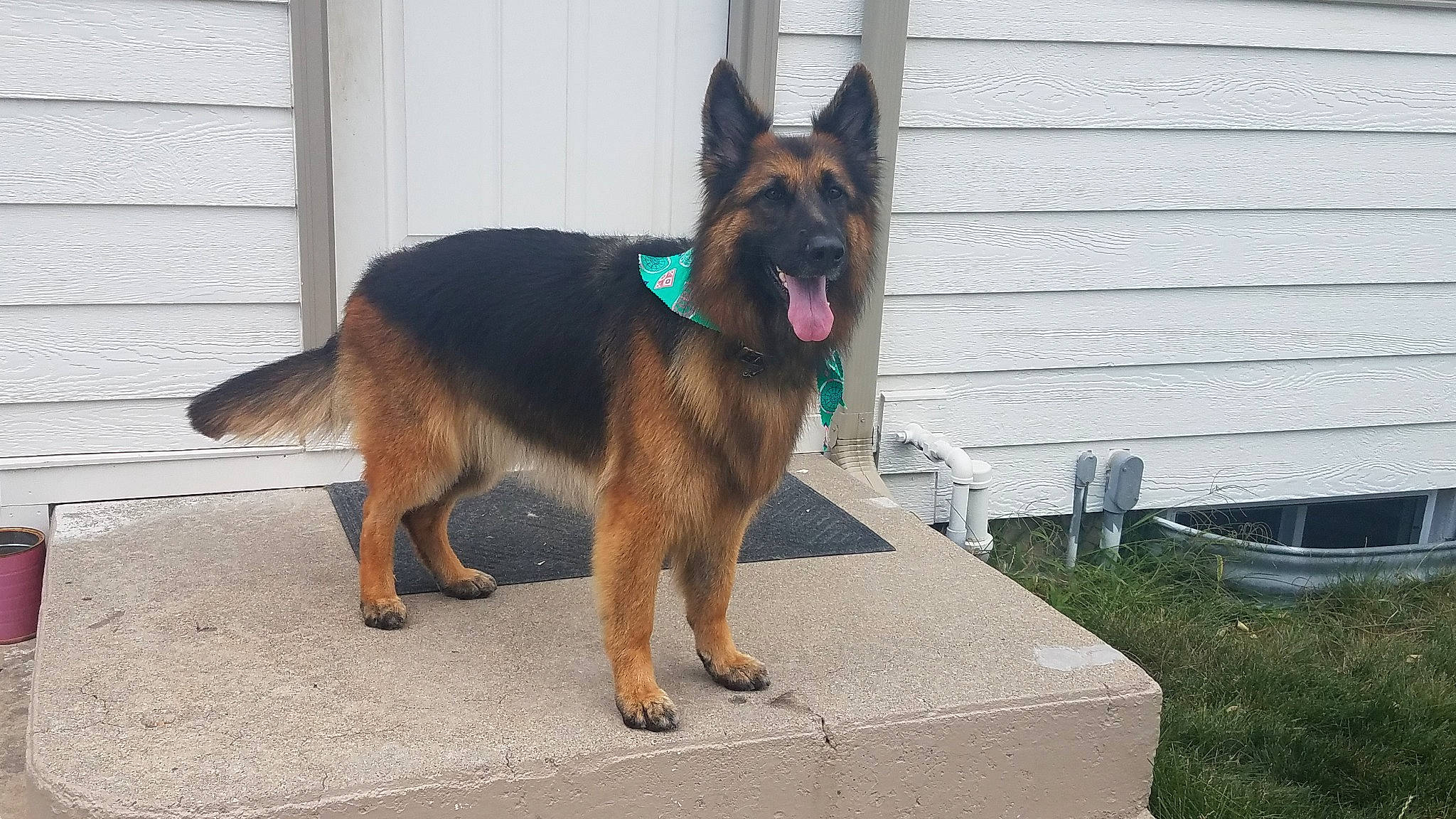 Carley Sue Who joined the competition — help win amazing prizes! canidae, carnivore, collar, companion_dog, dog, dog_breed, door, east_european_shepherd, fawn, german_shepherd_dog, herding_dog, king_shepherd, old_german_shepherd_dog, siding, snout, sporting_group, tail, window, window_blind, working_animal