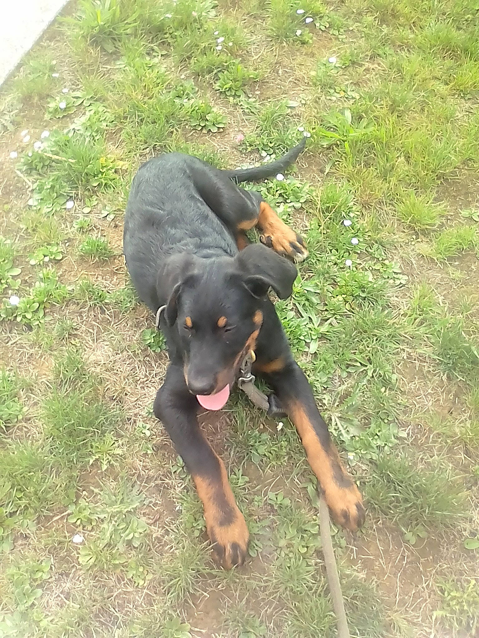 Nelly participe au concours pour gagner de l'argent avec cette photo : austrian_black_and_tan_hound, beauceron, canidae, carnivore, dog, dog_breed, guard_dog, huntaway, hunting_dog, lithuanian_hound, mammal, montenegrin_mountain_hound, polish_hunting_dog, rare_breed_dog, rottweiler, smaland_hound, sporting_group, transylvanian_hound, tyrolean_hound, vertebrate