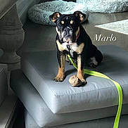 Marlo joined the competition — help win amazing prizes! puppy, dog, leash, toy, cushion, stacked_cushions, floor, dog_bed, indoor, pet, animal, collar, wood_floor, window_light, home_interior, furniture, resting, cute, young_dog, domestic